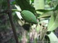 Garcinia acuminata